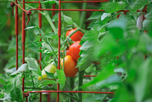 Homegrown Plum Tomatoes Ripening On The Vine Inside Tomato Cages In An Organic Kitchen Garden