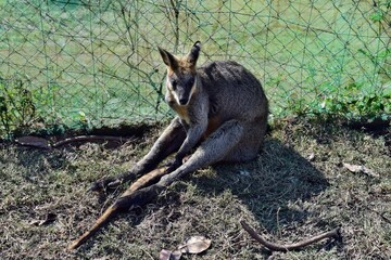 Wall Mural - Young cute wild gray wallaby kangaroo