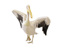 Great White Pelican With Open Wings Isolated On White Background