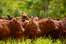 Herd Of Bonsmara Cows With Their Calves