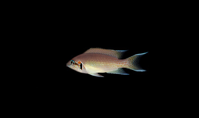 Wall Mural - Brichardi Cichlid, Albino African Princess fish - (Neolamprologus brichardi) 