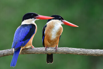 Wall Mural - Sweet pair of blue and black bird with bright red beaks teasing each other during breeding season