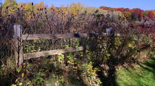 Overgrown Fence In Autumn 