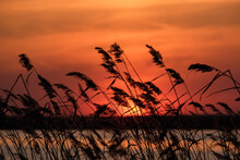 Silhouettes Of Reeds On The Background Of Sunset By The Reservoir