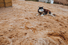 A Large Husky Dog With Blue Eyes Lies On The Sand Near The House - Protects The Territory