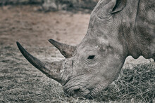 Grey Rhinoceros In Namibia, Close Up
