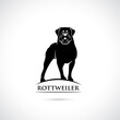 Rottweiler dog - isolated vector illustration
