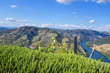 Wall Mural - Douro Valley landscape