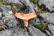 ginger mushroom grows in nature (lactarius deliciosus)