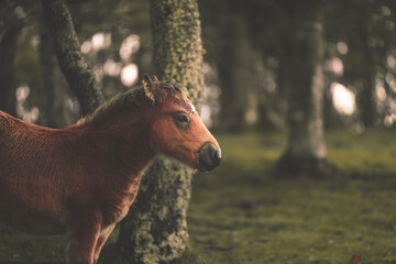 Horses grazing at the Aiako Harriak natural park, Basque Country.