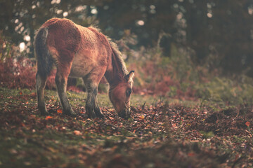 Horses grazing at the Aiako Harriak natural park, Basque Country.