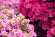 Pink Azalea Flowers Background With Copy Space　ピンク色のツツジの花 背景 コピースペース