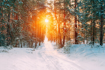 Amazing Beautiful sunset sunrise sun sunshine in sunny winter snowy forest.