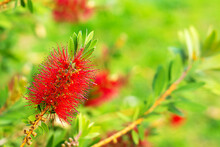 A Close Up Of A Beautiful Flower Callistemon On A Nature Background, Bottlebrushes