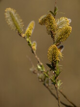 A Branch Of Pussy Willow Tree (Salix Caprea) With Withering Yellow Catkins 