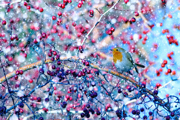 Winter season and birds. Falling snow. Blue nature background. Bird: Robin.