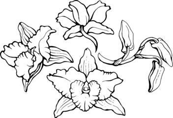 Seamless pattern with Falenopsis orchids. Endless texture for your design. Hand drawn vector.