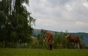 deer on romanian hills