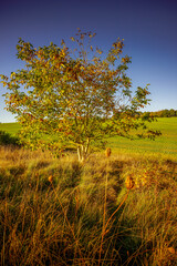 Wall Mural - Paysage Campagne 729