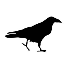 Wall Mural - common raven (Corvus corax), bird walking from profile, vector silhouette isolated on white background