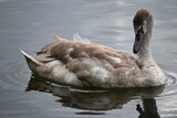 Fototapeta Tęcza - young swan on the dark lake water