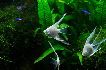 Poster - Fresh water planted aquarium with silver angelfish
