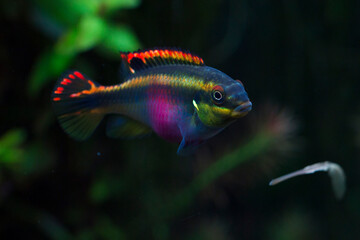 Colorful female Kribensis cichlid fish 