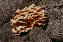 Fungus On Tree Trunk