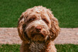 © Roeline - Close-up portrait Labra doodle dog with grass background