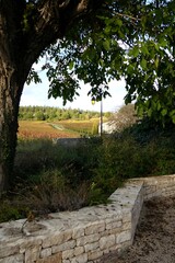 Poster - stone wall and view on vineyard 