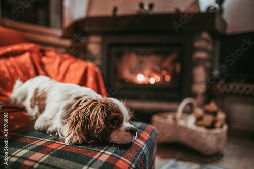 Fotografía Cute Little Puppy Resting By The Fireplace at Home