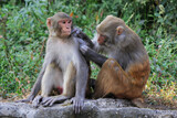 Fototapeta Konie - Rhesus Macaque (Macaca mulatta) monkeys lousing each other while sitting on stone in Swayambhunath Monkey temple in Kathmandu, Nepal