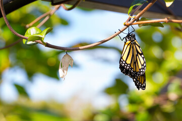 Wall Mural - Monarch Butterfly after a chrysalis hatch