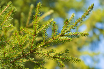 Natural evergreen branches with needles of Christmas tree in pine forest. Close-up view of fir branches ready for festive decoration for Xmas and Happy New Year, decorate holiday winter season designs