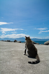 Cat looking at the blue sky