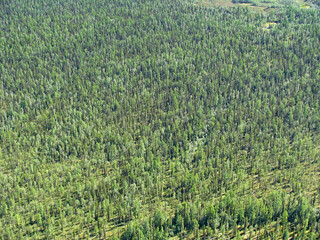 Siberian taiga - aerial view