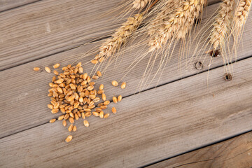 A handful of ripe wheat ears and a pile of freshly beaten wheat grains on a wooden background