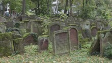 Old Jewish Cemetery With Gravestones Covered With Leaves In Battonstrasse Next To Judengasse In Frankfurt Am Main Germany.  800 Years Of Jewish History. 4k