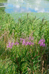 Poster - Violet flowers at the lake.