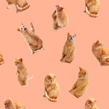 Seamless Pattern With Cat On Pink Background