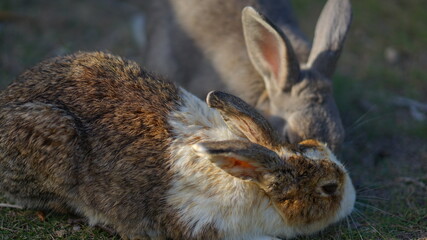 rabbit in the grass