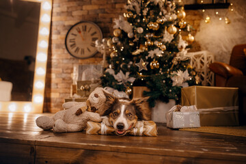 Wall Mural - dog in the Christmas interior. Border Collie in New Year's decorations at home