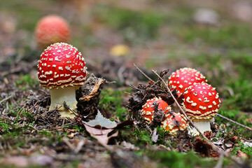 Wall Mural - Closeup shot of the red fly agaric mushrooms in the forest after the rain