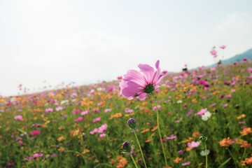 Cosmos on field with sky.