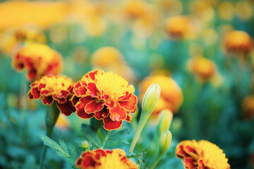 Wall Mural - Marigold flower in garden.