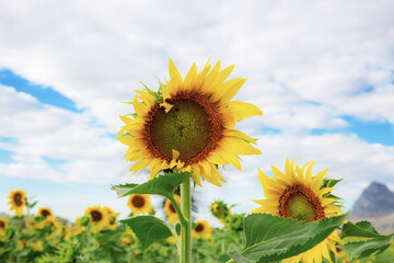 Wall Mural - Sunflower with sky in summer.