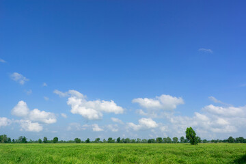 Wall Mural - blue sky and tiny cloud with meadow tree. landscape summer background