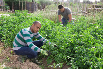 Skillful African american gardener handpicking potato beetles from bushes in his vegetable garden on sunny spring day