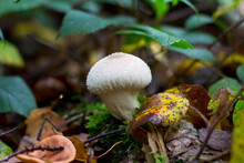 Closeup Of A White Mushroom In A Forest During Autumn