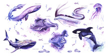 Watercolor Set Of Sea Animals With Signatures On White Backdrop With Small Fish. Hand Drawn Illustration Of Frilled Shark, Cuttlefish, Giant Oarfish, Jellyfish, Whale Shark, Angler Fish, Killer Whale